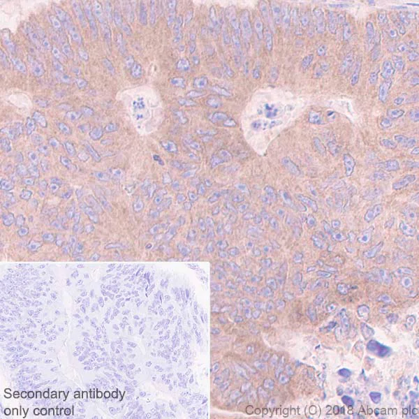 Immunohistochemistry (Formalin/PFA-fixed paraffin-embedded sections) - Anti-PTP1B antibody [EPR22474] - BSA and Azide free (AB245984)