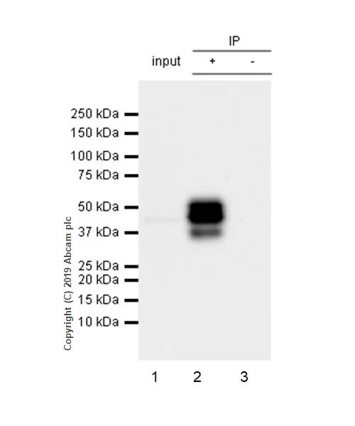 Immunoprecipitation - Anti-PTP1B antibody [EPR22474] - BSA and Azide free (AB245984)