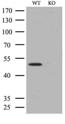 Western blot - Anti-PTP1B antibody [OTI1D10] (AB124375)