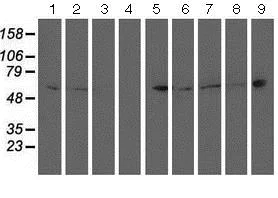 Western blot - Anti-PTP1B antibody [OTI1D10] (AB124375)