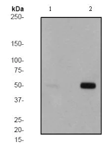 Western blot - Anti-PTP1B (phospho S352) antibody [EP1839Y] - BSA and Azide free (AB284703)