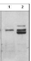 Western blot - Anti-PTP1B (phospho S50) antibody (AB88472)