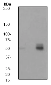Western blot - Anti-PTP1B (phospho S50) antibody [EP1838Y] (AB62320)