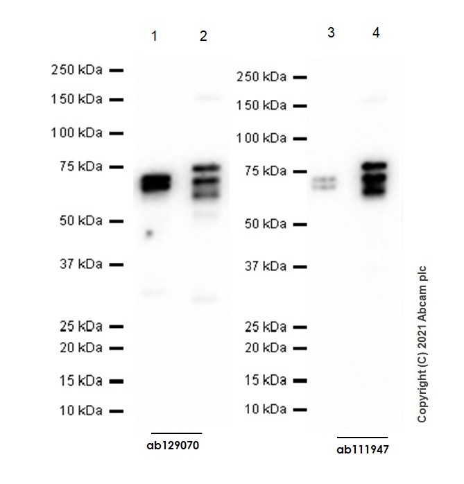 Western blot - Anti-PTP1B + TCPTP antibody [EPR6712] (AB129070)