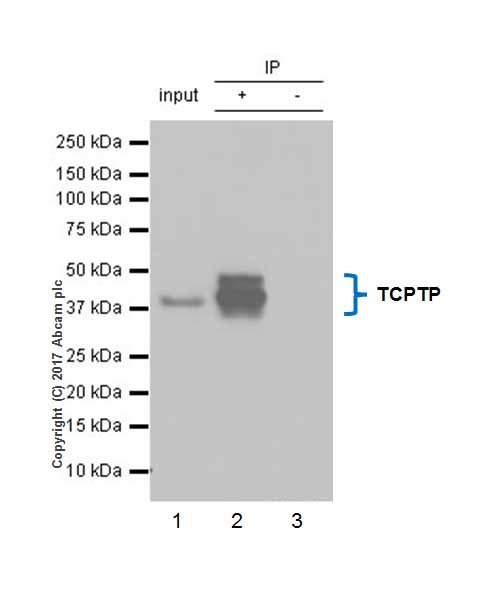 Immunoprecipitation - Anti-PTP1B + TCPTP antibody [EPR6712] - BSA and Azide free (AB248278), expandable thumbnail