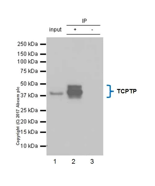 Immunoprecipitation - Anti-PTP1B + TCPTP antibody [EPR6712] - BSA and Azide free (AB248278)