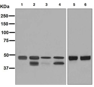 Western blot - Anti-PTP1B + TCPTP antibody [EPR6712] - BSA and Azide free (AB248278), expandable thumbnail