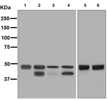 Western blot - Anti-PTP1B + TCPTP antibody [EPR6712] - BSA and Azide free (AB248278)
