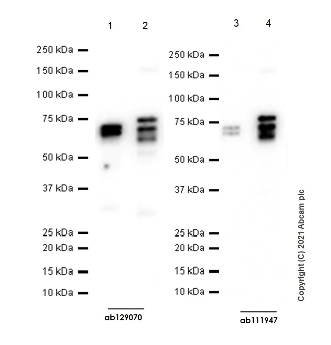 Western blot - Anti-PTP1B + TCPTP antibody [EPR6712] - BSA and Azide free (AB248278)