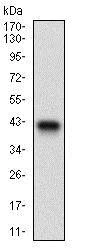 Western blot - Anti-PTP4A2/PRL2 antibody [5B6F4] (AB181776)