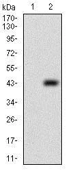 Western blot - Anti-PTP4A2/PRL2 antibody [5B6F4] (AB181776)