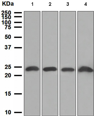 Western blot - Anti-PTP4A2/PRL2 antibody [EPR3800] (AB109118), expandable thumbnail