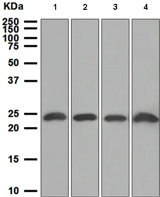 Western blot - Anti-PTP4A2/PRL2 antibody [EPR3800] (AB109118)