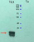 Western blot - Anti-PTP4A3/PRL-R antibody (AB26947)