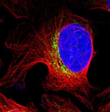 Immunocytochemistry/ Immunofluorescence - Anti-PTPIP51 antibody (AB224081), expandable thumbnail