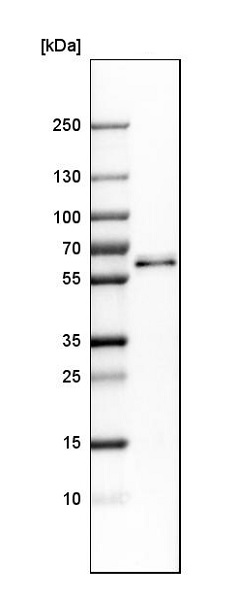 Western blot - Anti-PTPIP51 antibody (AB224081), expandable thumbnail