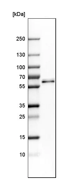 Western blot - Anti-PTPIP51 antibody (AB224081)