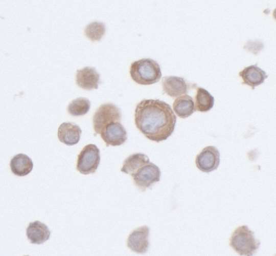 Immunocytochemistry - Anti-PTPN12 antibody [BL-5-2F8] (AB243864)