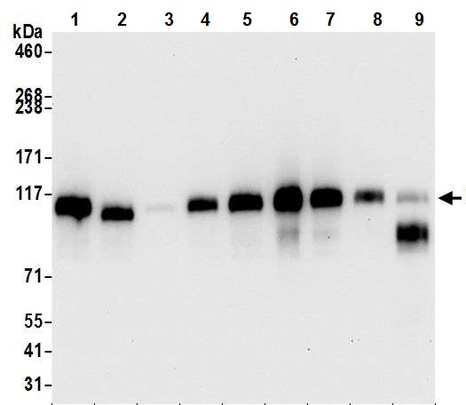 Western blot - Anti-PTPN12 antibody [BL-5-2F8] (AB243864)