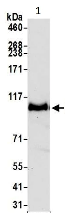 Anti-PTPN12 抗体 [BL-5-2F8] (ab243864) | Abcam