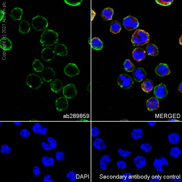 Immunocytochemistry/ Immunofluorescence - Anti-PTPN12 antibody [EPR25171-63] - BSA and Azide free (AB289867)
