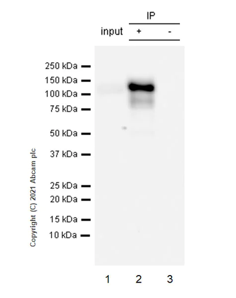 Immunoprecipitation - Anti-PTPN12 antibody [EPR25171-63] - BSA and Azide free (AB289867)