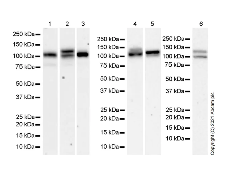 Western blot - Anti-PTPN12 antibody [EPR25171-63] - BSA and Azide free (AB289867)