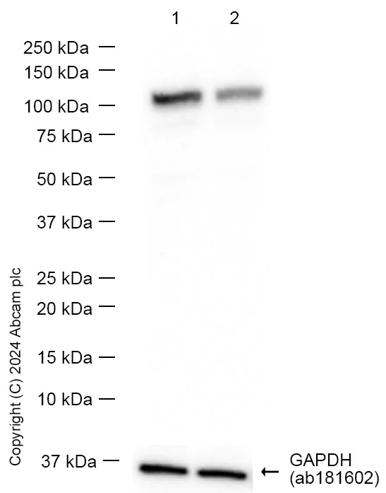 Western blot - Anti-PTPN12 antibody [EPR25171-63] - BSA and Azide free (AB289867)