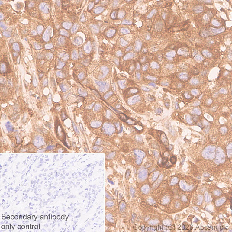 Immunohistochemistry (Formalin/PFA-fixed paraffin-embedded sections) - Anti-PTPN12 antibody [EPR28198-148] (AB315338)