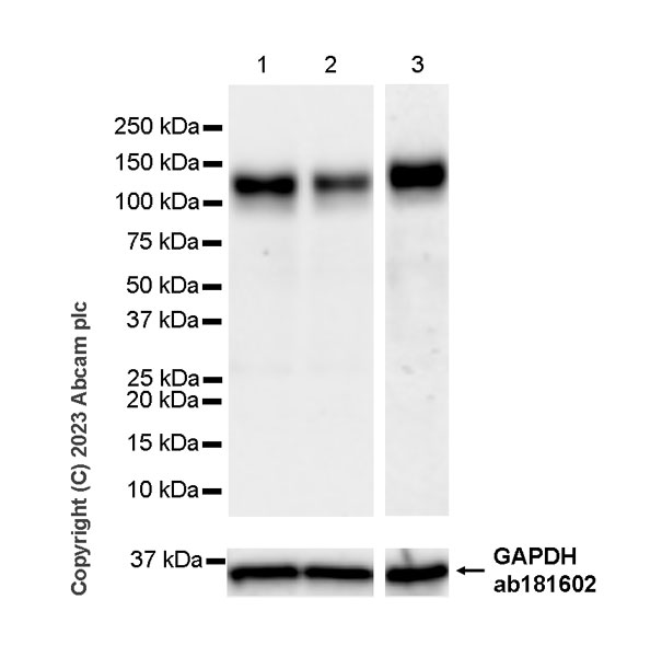 Western blot - Anti-PTPN12 antibody [EPR28198-148] (ab315338), expandable thumbnail