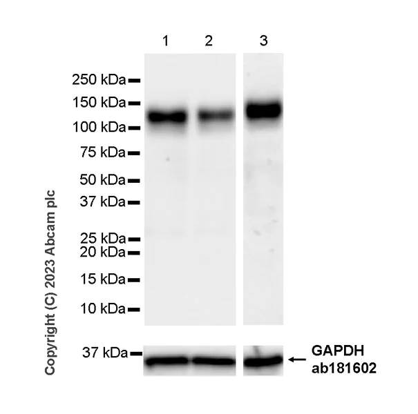 Western blot - Anti-PTPN12 antibody [EPR28198-148] (AB315338)