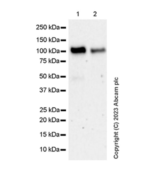 Western blot - Anti-PTPN12 antibody [EPR28198-148] (AB315338), expandable thumbnail