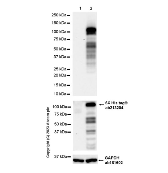 Western blot - Anti-PTPN12 antibody [EPR28198-148] (AB315338), expandable thumbnail