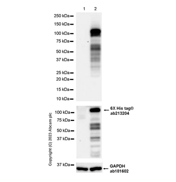 Western blot - Anti-PTPN12 antibody [EPR28198-148] (AB315338)