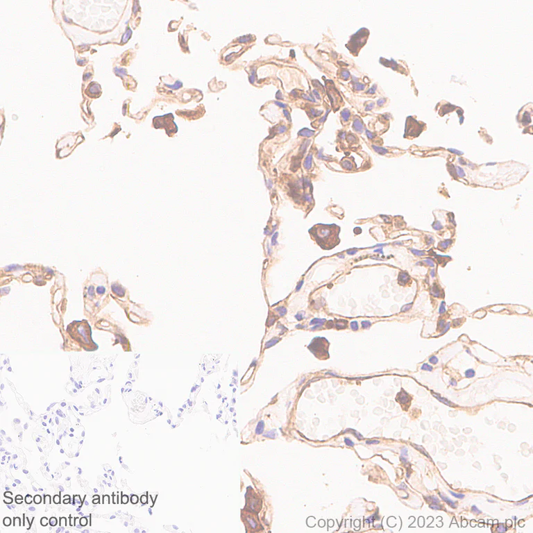 Immunohistochemistry (Formalin/PFA-fixed paraffin-embedded sections) - Anti-PTPN12 antibody [EPR28198-148] - BSA and Azide free (AB315339)