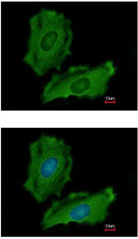 Immunocytochemistry/ Immunofluorescence - Anti-PTPN12 antibody - N-terminal (AB154892)