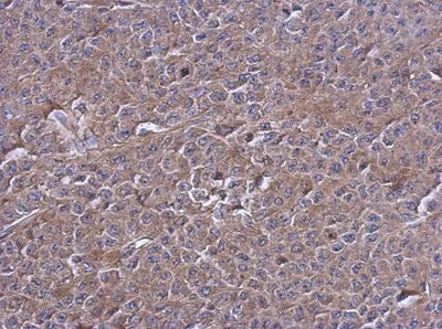 Immunohistochemistry (Formalin/PFA-fixed paraffin-embedded sections) - Anti-PTPN12 antibody - N-terminal (AB154892)