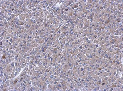 Immunohistochemistry (Formalin/PFA-fixed paraffin-embedded sections) - Anti-PTPN12 antibody - N-terminal (AB154892)
