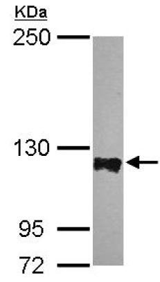 Western blot - Anti-PTPN12 antibody - N-terminal (AB154892)