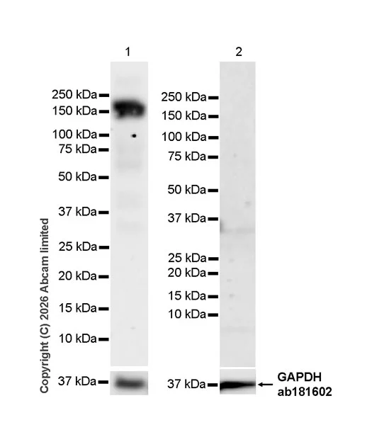 Western blot - Anti-PTPN14 antibody [EPR30487-534] - BSA and Azide free (AB326108)