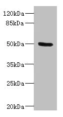 Western blot - Anti-PTPN18 antibody (AB230300)