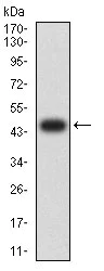 Western blot - Anti-PTPRD antibody [5H5D7] (AB233806)