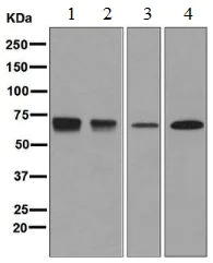 Western blot - Anti-PTPRE antibody [EPR6715] - BSA and Azide free (AB248184)