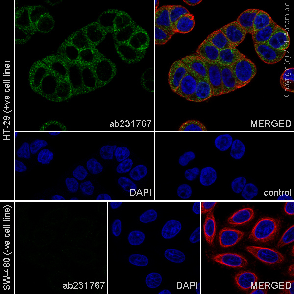 Immunocytochemistry/ Immunofluorescence - Anti-PTPRH antibody [EPR20897-15] (AB231767), expandable thumbnail