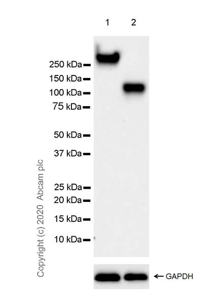 Western blot - Anti-PTPRH antibody [EPR20897-15] - BSA and Azide free (AB275934)