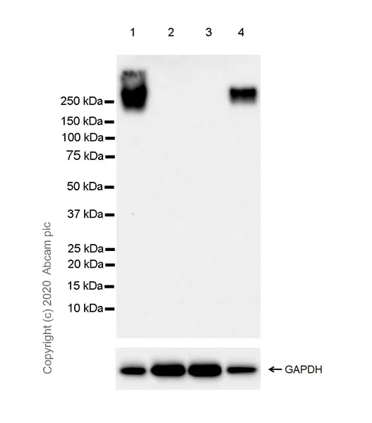 Western blot - Anti-PTPRH antibody [EPR20897-15] - BSA and Azide free (AB275934)
