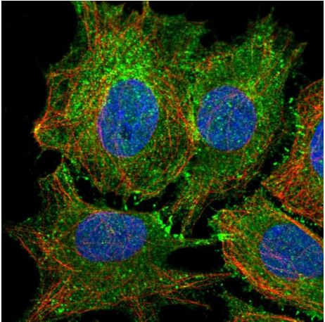 Immunocytochemistry - Anti-PTPRK antibody (AB185370)