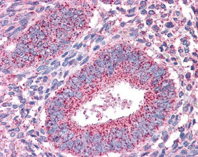 Immunohistochemistry (Formalin/PFA-fixed paraffin-embedded sections) - Anti-PTPRM antibody (AB111207)