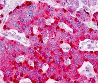 Immunohistochemistry (Formalin/PFA-fixed paraffin-embedded sections) - Anti-PTPRN2 antibody (AB230360), expandable thumbnail