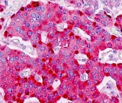 Immunohistochemistry (Formalin/PFA-fixed paraffin-embedded sections) - Anti-PTPRN2 antibody (AB230360)